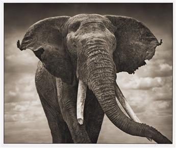 NICK BRANDT (1964- ) Elephant with Tattered Ears, Amboseli. 2008.